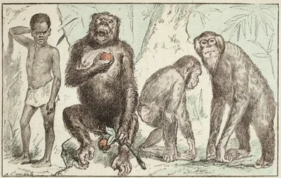 Evolução do Homem dos Mamíferos, de "A Criação Natural e os Seres Vivos", do Doutor Jules Rengade (n. 1841), 1883 (gravura a cores)